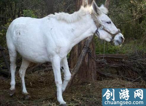 中國古代傳說級別的十大寶馬坐騎，排名第一的最后封為八部天龍